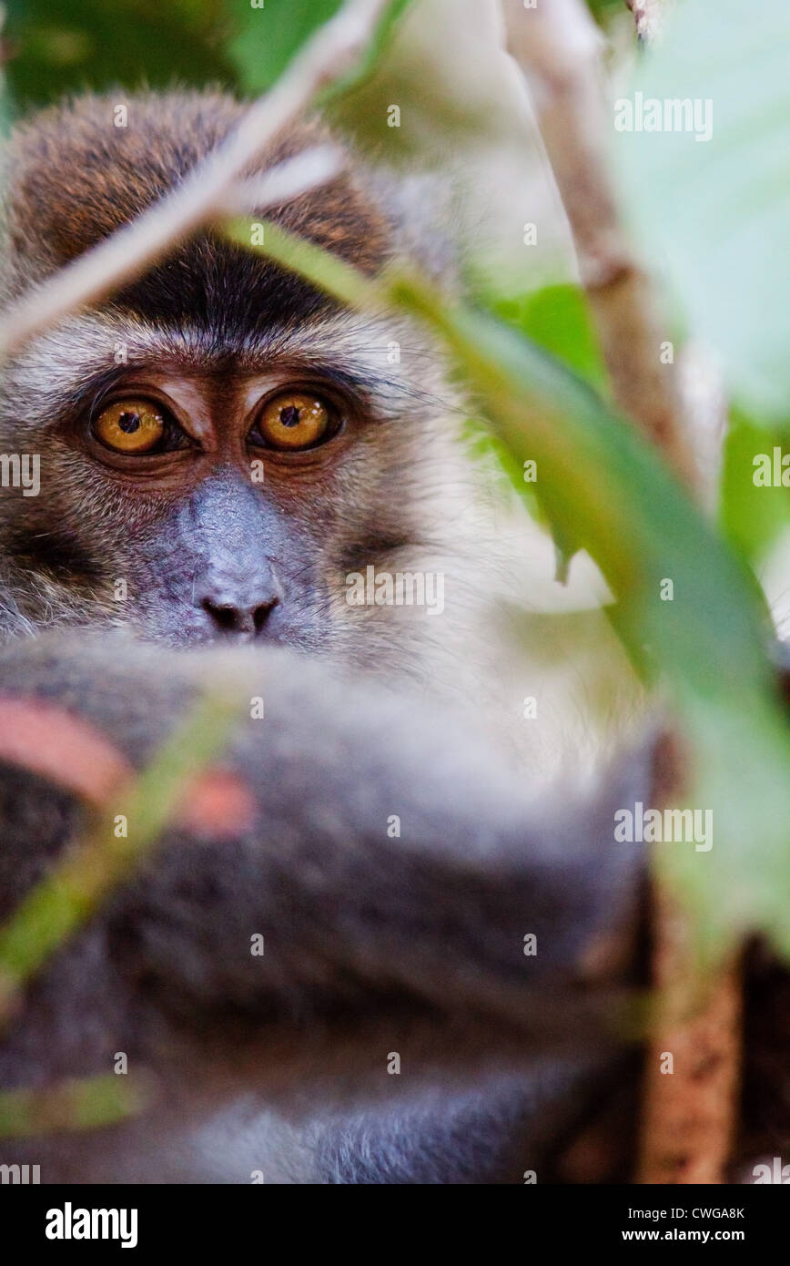 Long-tailed Macaque (Crab-eating Macaque), Macaca fascicularis, sitting ...