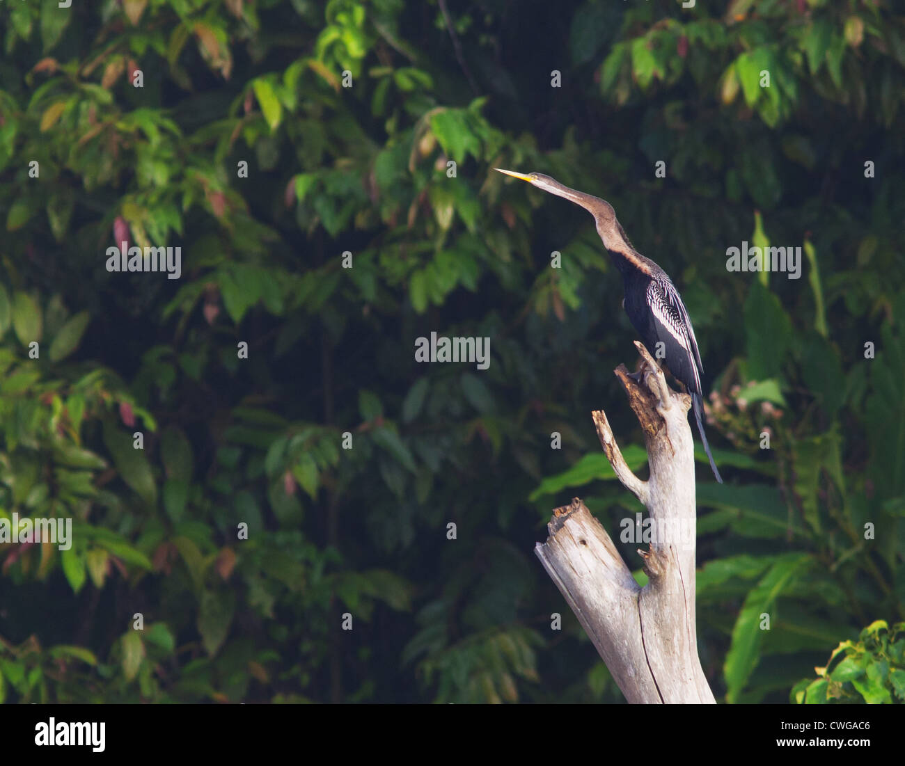 Oriental Darter, Anhinga melanogaster, sitting on a dead tree, Sabah, Malaysia Stock Photo