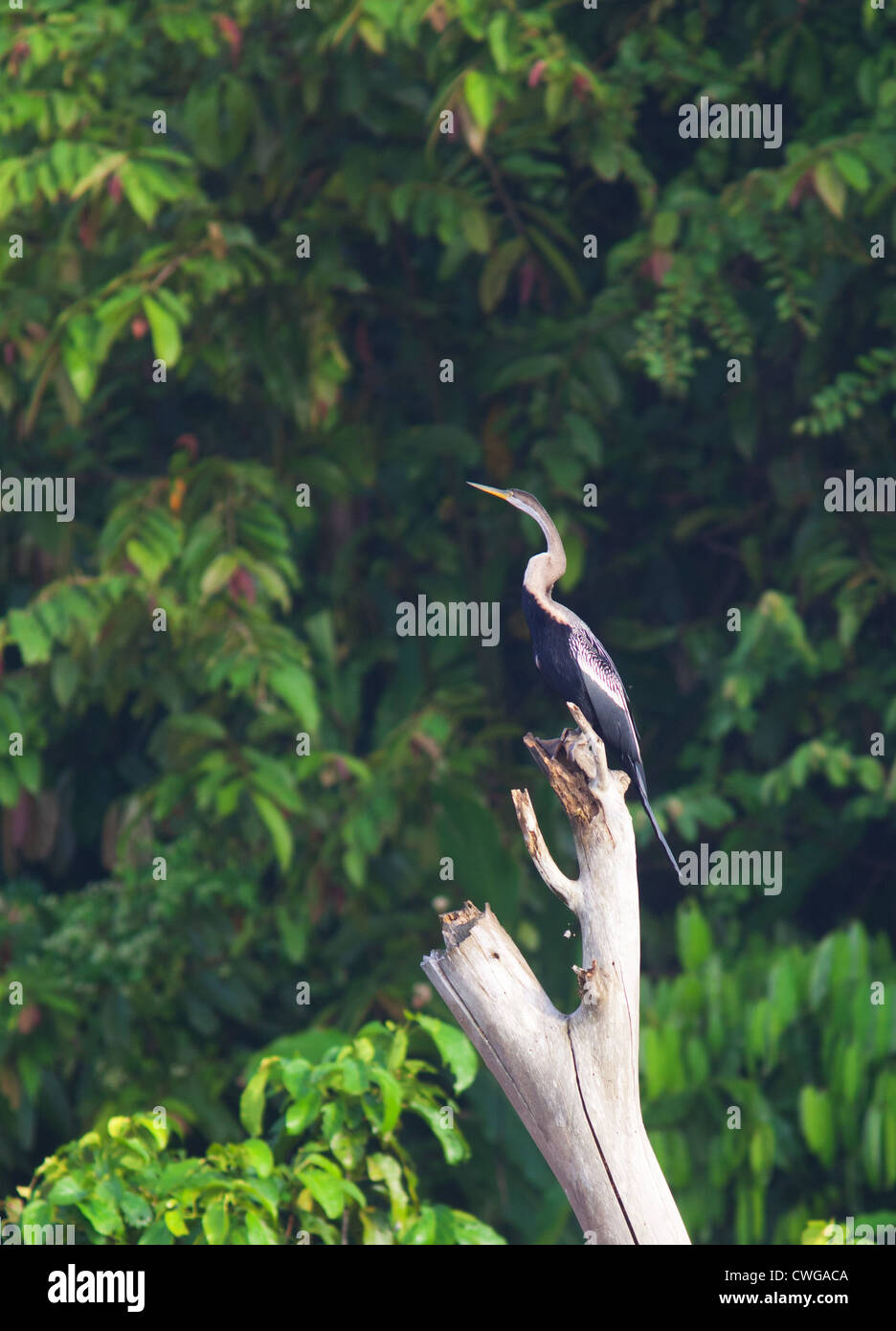 Oriental Darter, Anhinga melanogaster, sitting on a dead tree, Sabah, Malaysia Stock Photo