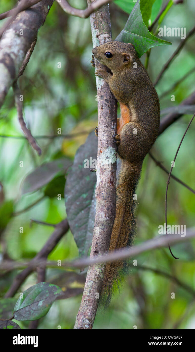 Plantain Squirrel, Callosciurus notatus, in a tree, Sabah, Malaysia