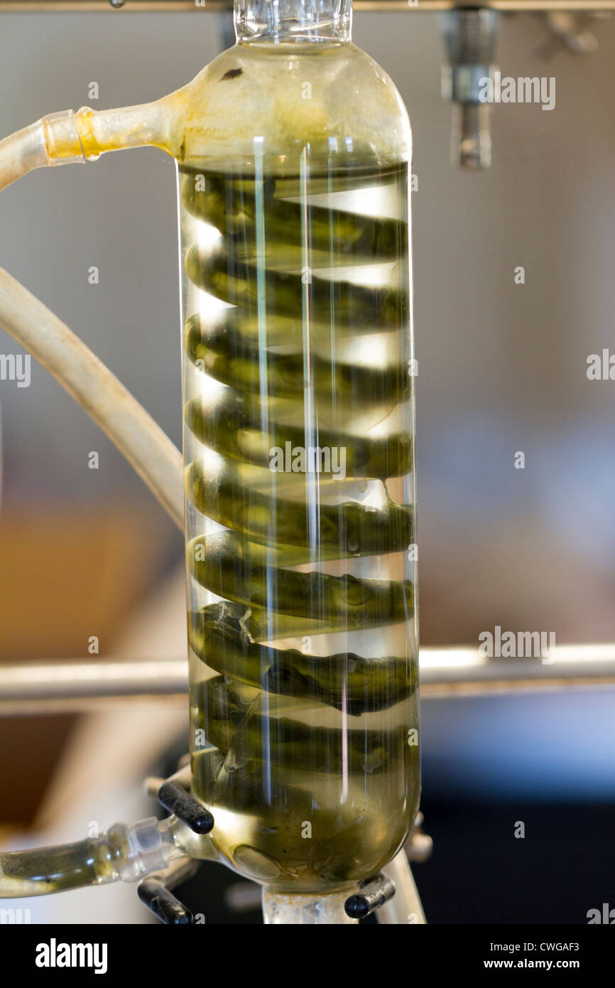 A Liebig condenser in the laboratory of an organic winery, with algae growing in the water