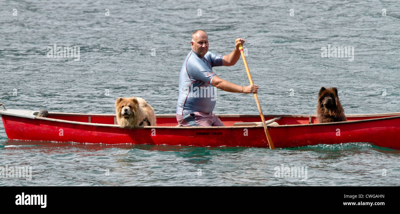 An overweight middle-aged man in a tight lycra teeshirt paddling a red canoe with two chow dogs Stock Photo