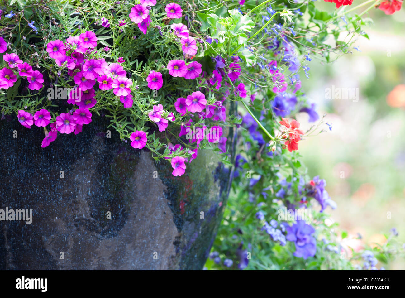 Ceramic pot and petunias Butchart Gardens Victoria British Columbia