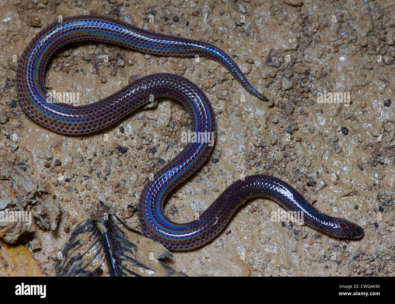 Schmidt's Reed Snake, Calamaria schmidti, Sabah, Malaysia Stock Photo