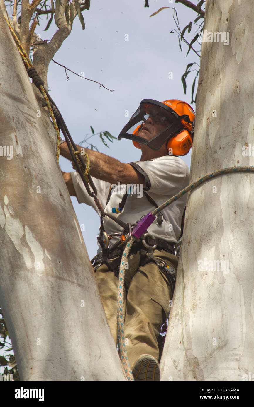 Treelopper Greg Roberts at work in the Blue Mountains of Australia