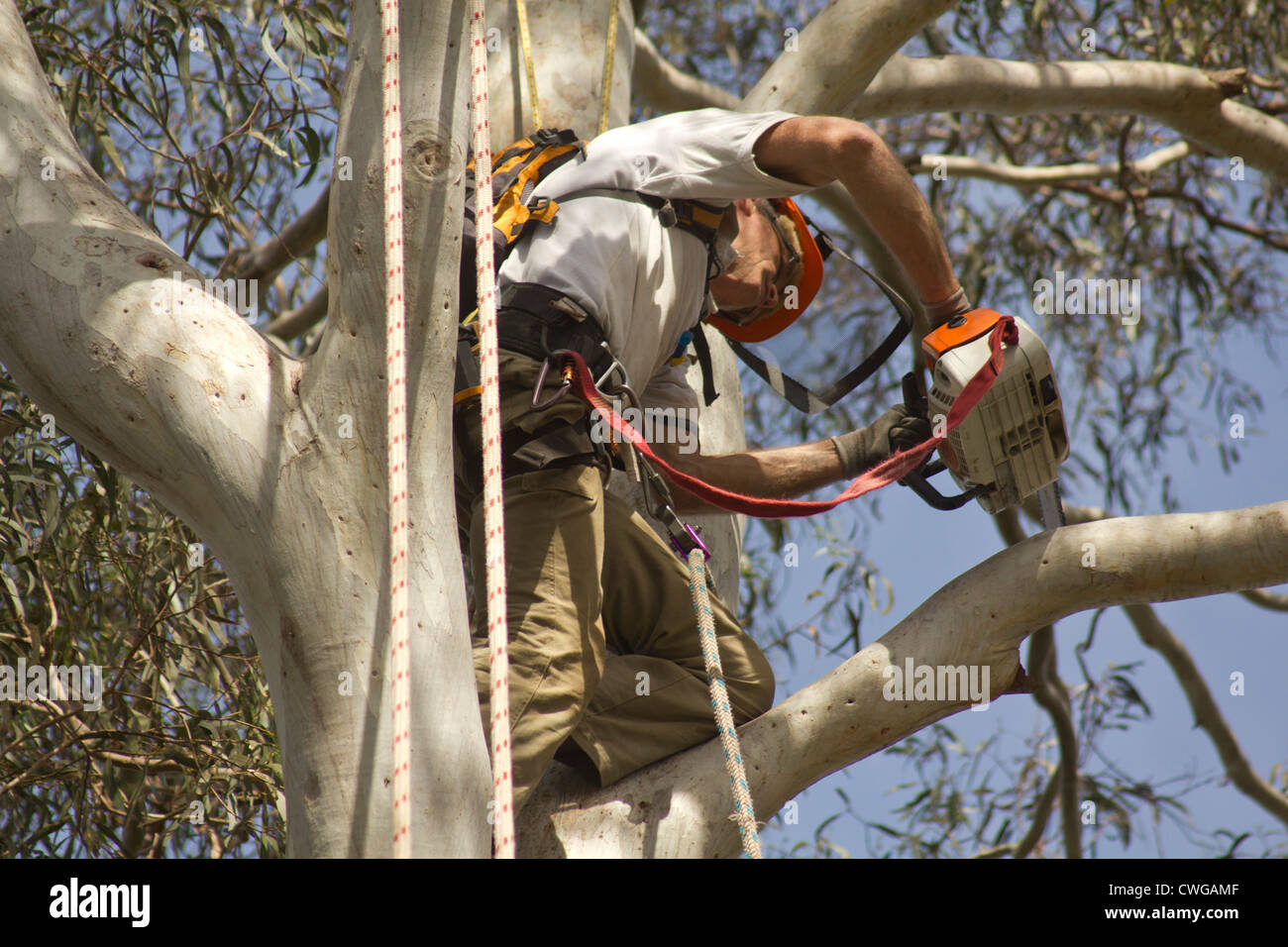 tree loppers western sydney