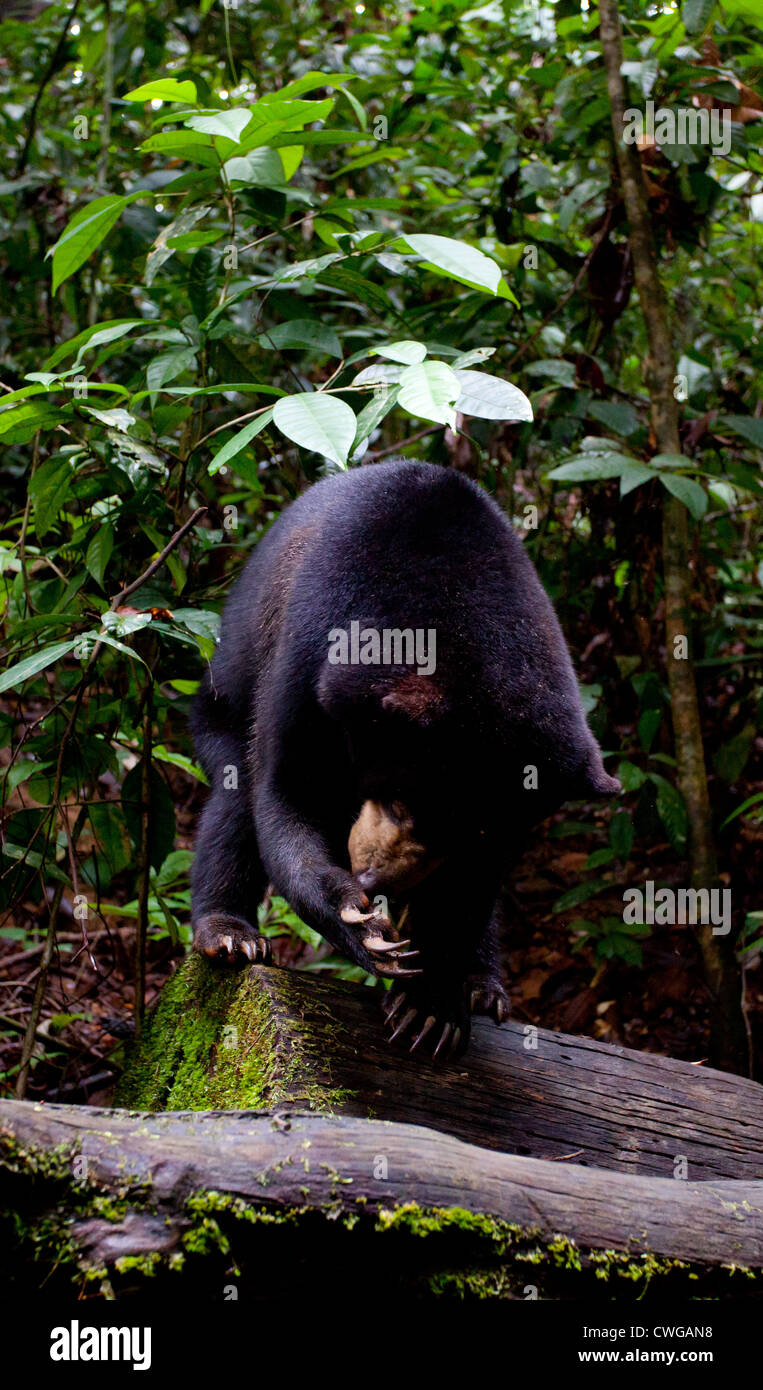 Sun Bear, Helarctos malayanus, Bornean Sun Bear Conservation Centre, Sabah, Malaysia Stock Photo