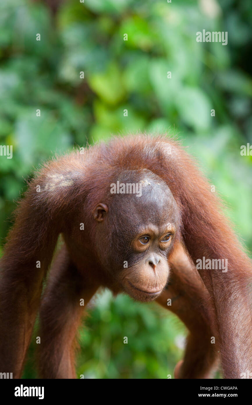 Young Orangutan, Pongo pygmaeus, Sabah, Malaysia Stock Photo