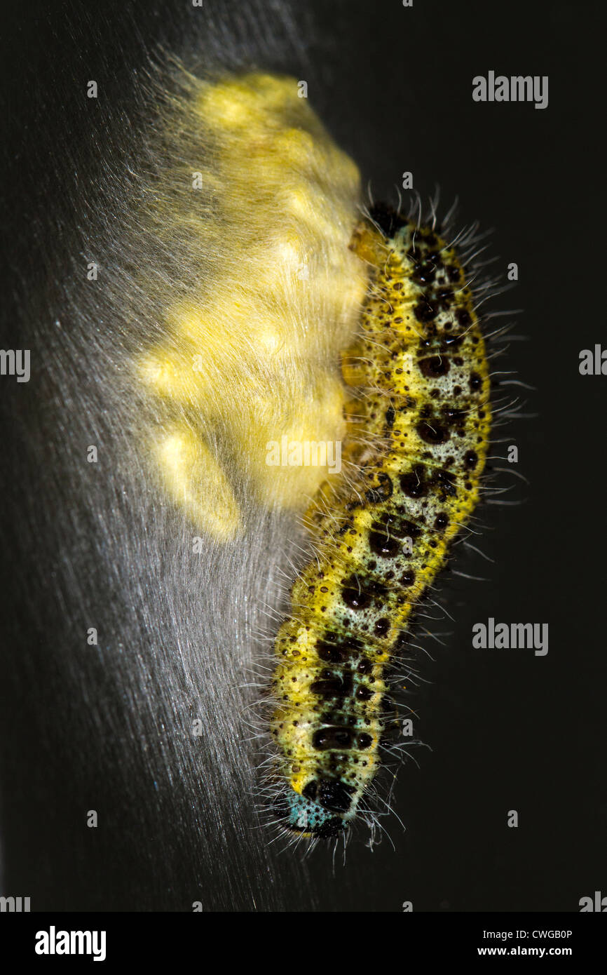 Caterpillar of the cabbage white butterfly (Pieris brassicae) guarding cocoons of the parasitic braconid wasp Cotesia glomerata. Stock Photo