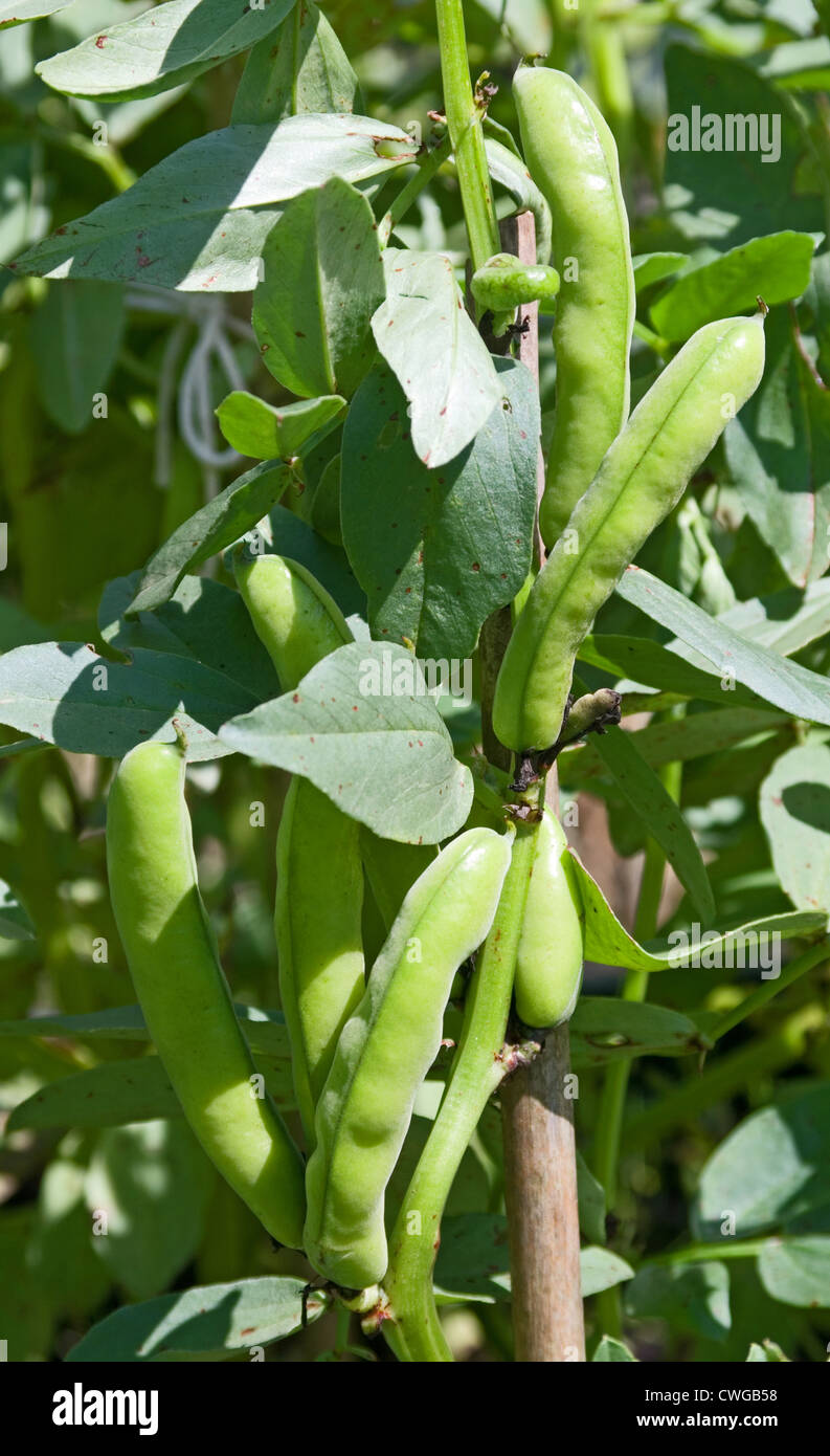 Broad beans Aquadulce Claudia growing in vegetable garden in summer sunshine, Cumbria, England UK Stock Photo