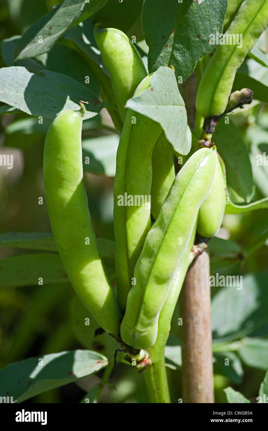 Plant broad beans claudia hires stock photography and images Alamy