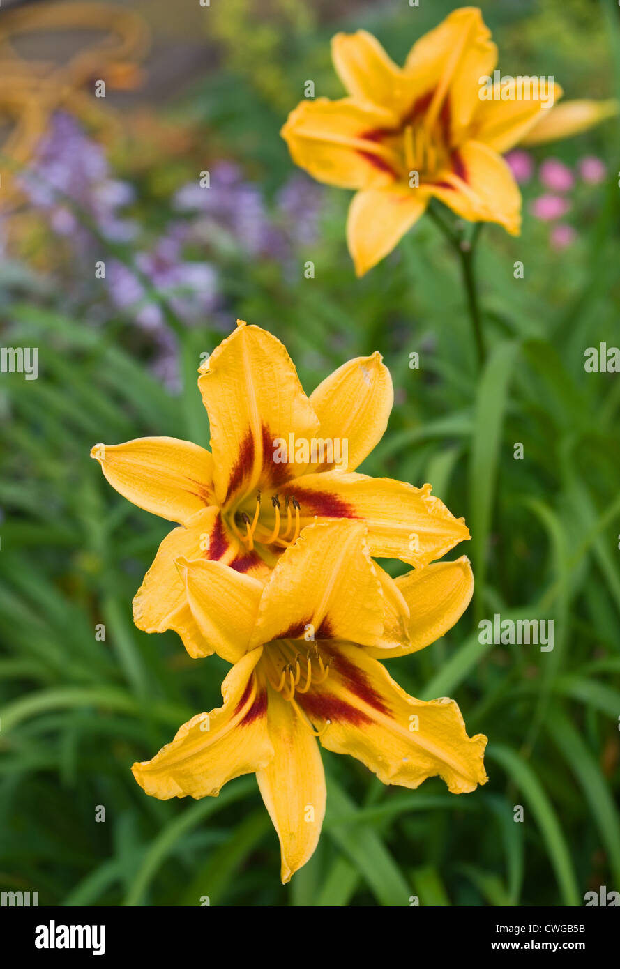 Yellow and red Day Lily Hemerocallis Bonanza growing in garden flower border, Cumbria, England UK Stock Photo