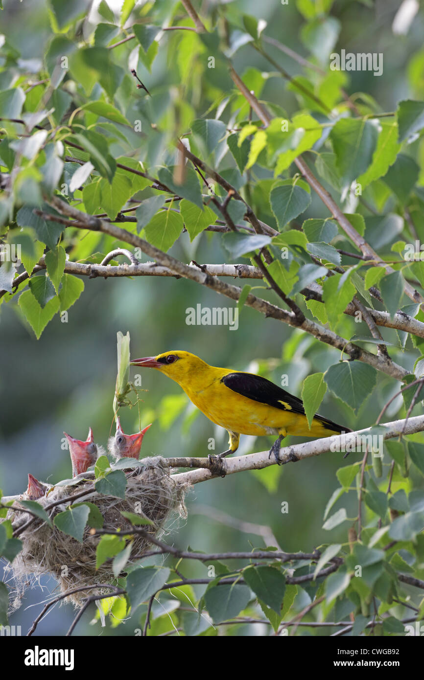 Golden Oriole (Oriolus oriolus), male feeding with insects youngs (chicks) at nest, Bulgaria Stock Photo