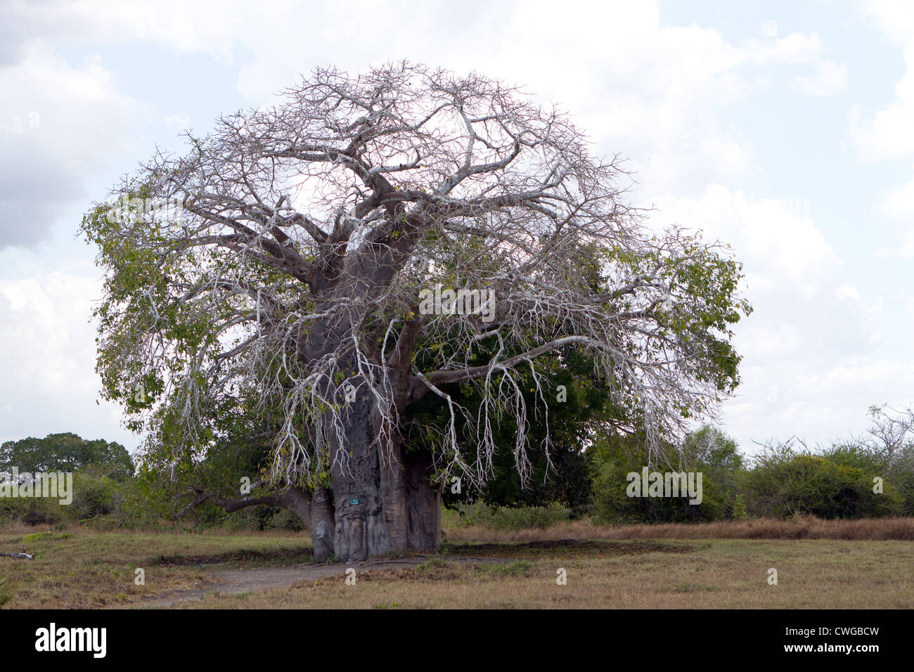 Baobab Tree (Adansonia digitata) at Kaole Ruins, Bagamoyo, Tanzania Stock Photo