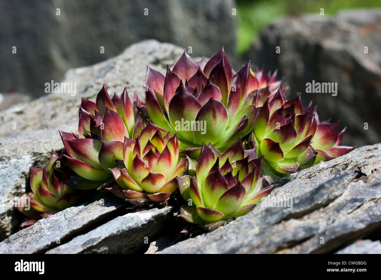 Sempervivum ('House Leek') growing in rockery Stock Photo
