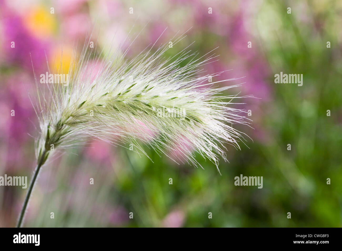 Pennisetum growing in a summer bed. Fountain grass. Stock Photo