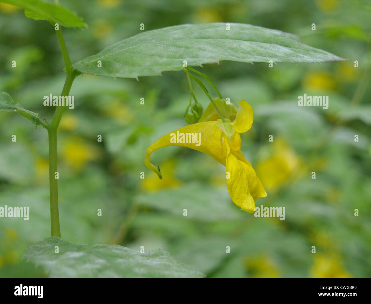 touch-me-not balsam / Impatiens noli-tangere / Großes Springkraut Stock Photo