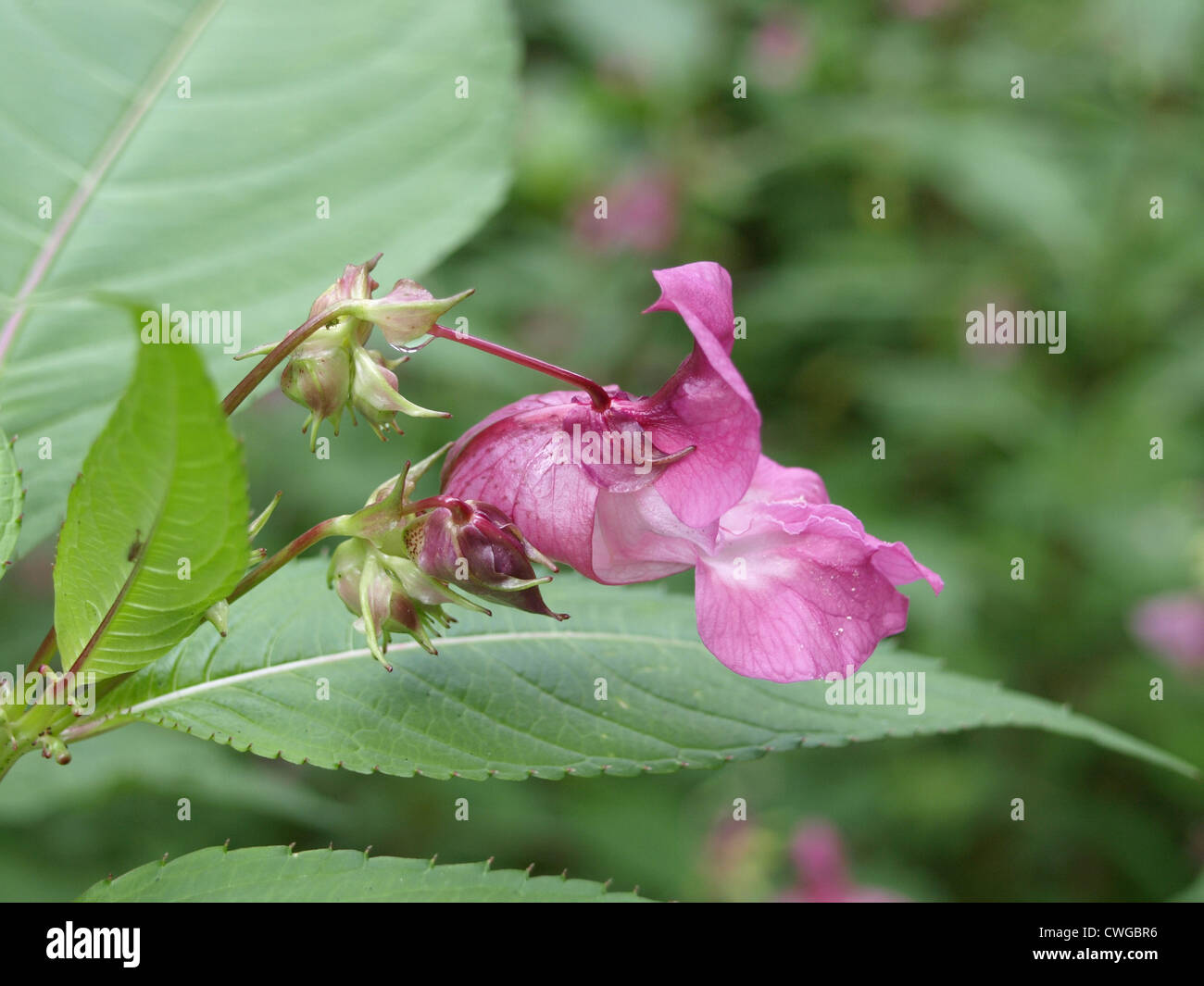 Himalayan Balsam / Policeman´s helmet / Impatiens glandulifera / Drüsiges Springkraut Stock Photo