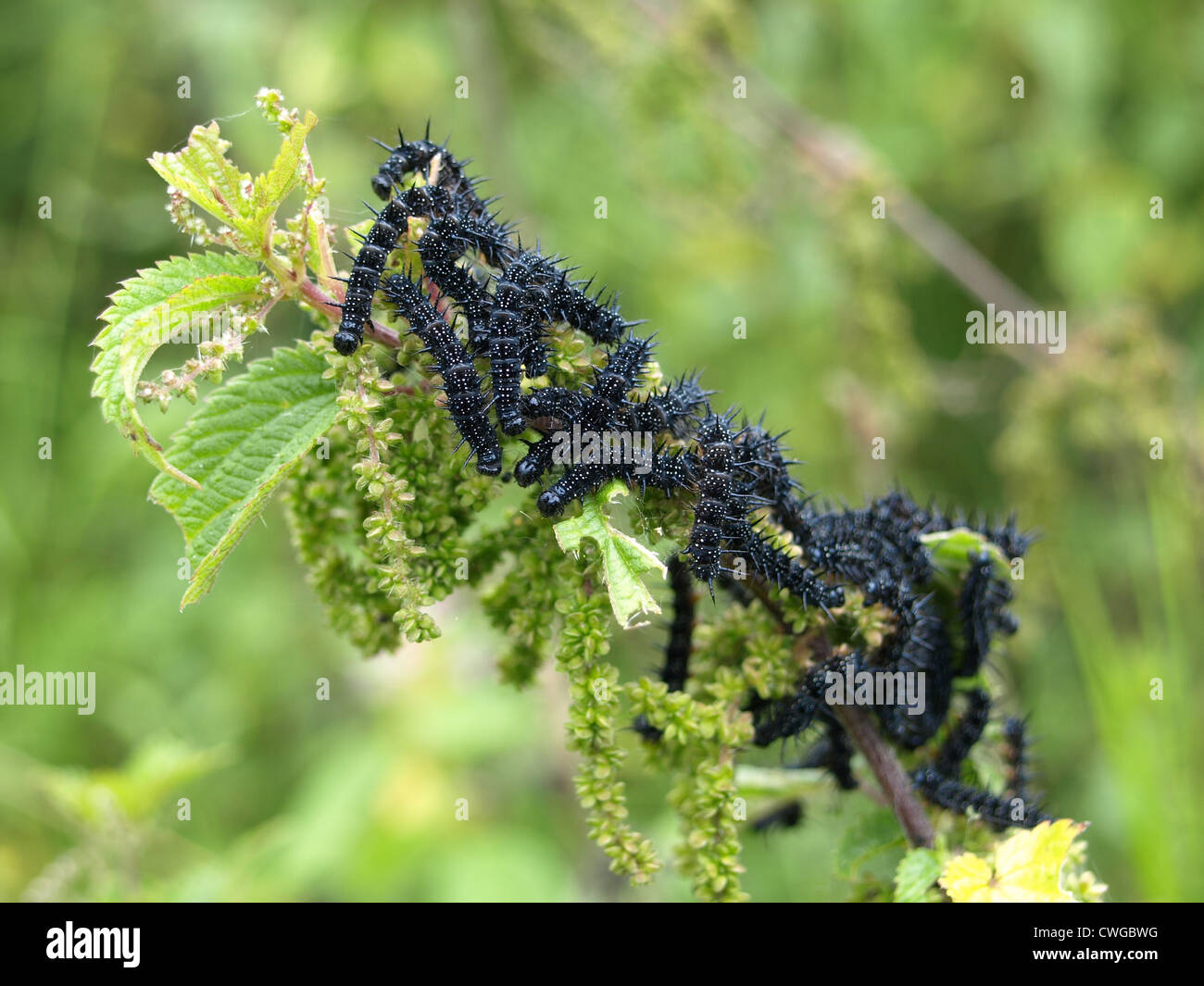 caterpillar of European Peacocl butterfly / Inachis io / Raupen vom Tagpfauenauge Stock Photo
