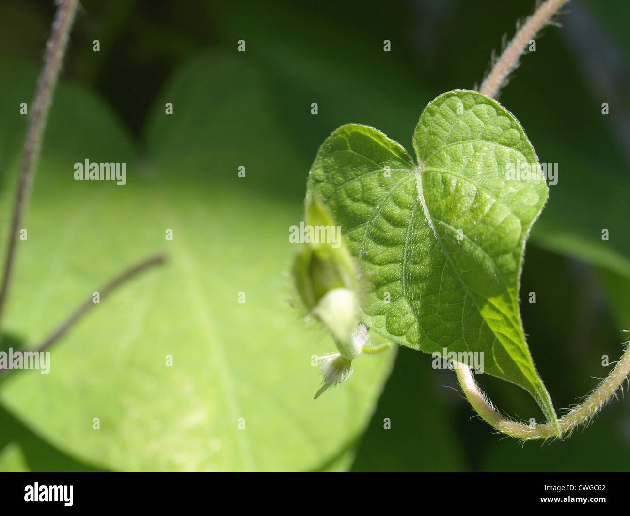 Common morning glory, purple, tall / Ipomoea purpurea / Purpur-Prunkwinde Stock Photo