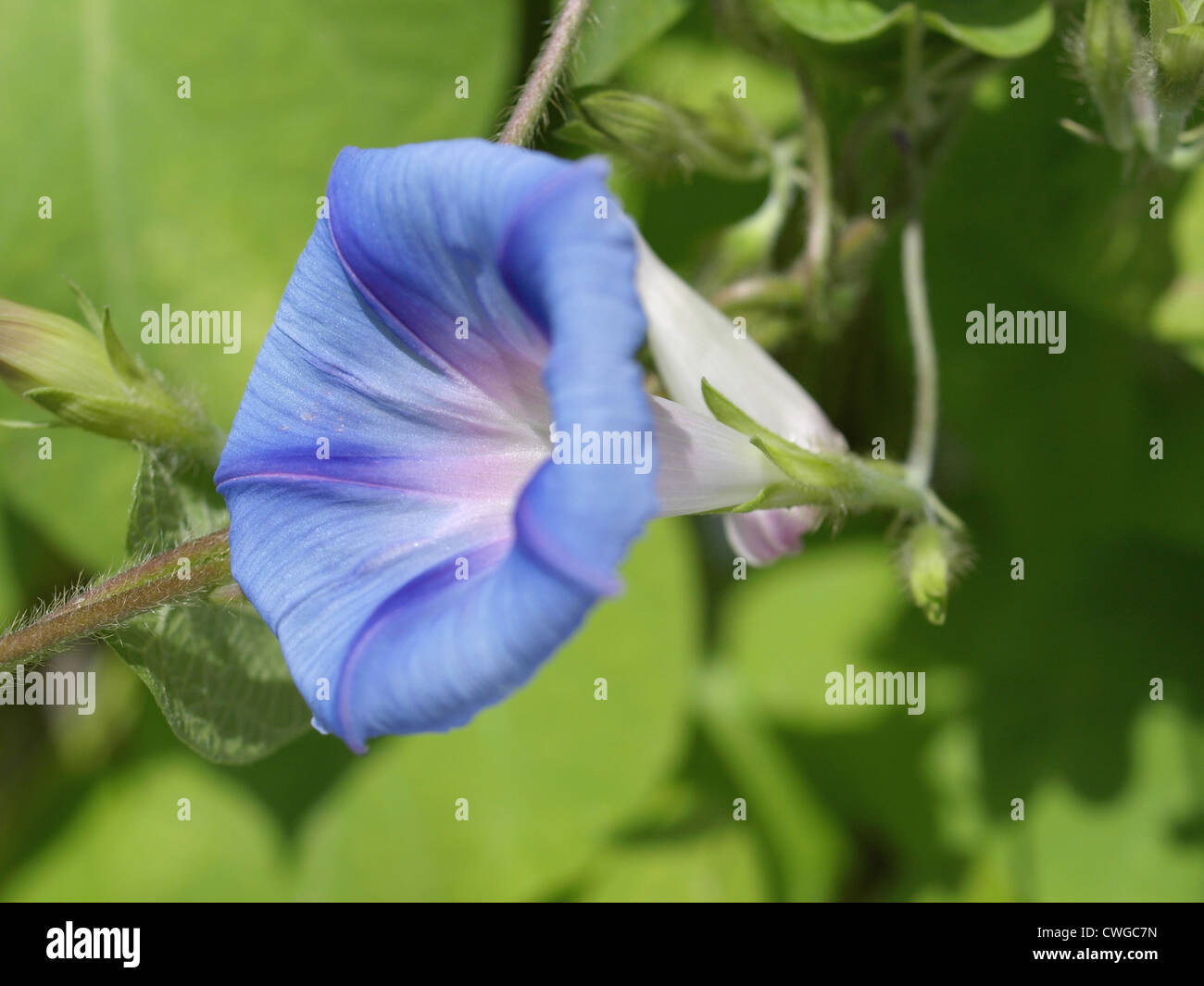 Common morning glory, purple, tall / Ipomoea purpurea / Purpur-Prunkwinde Stock Photo