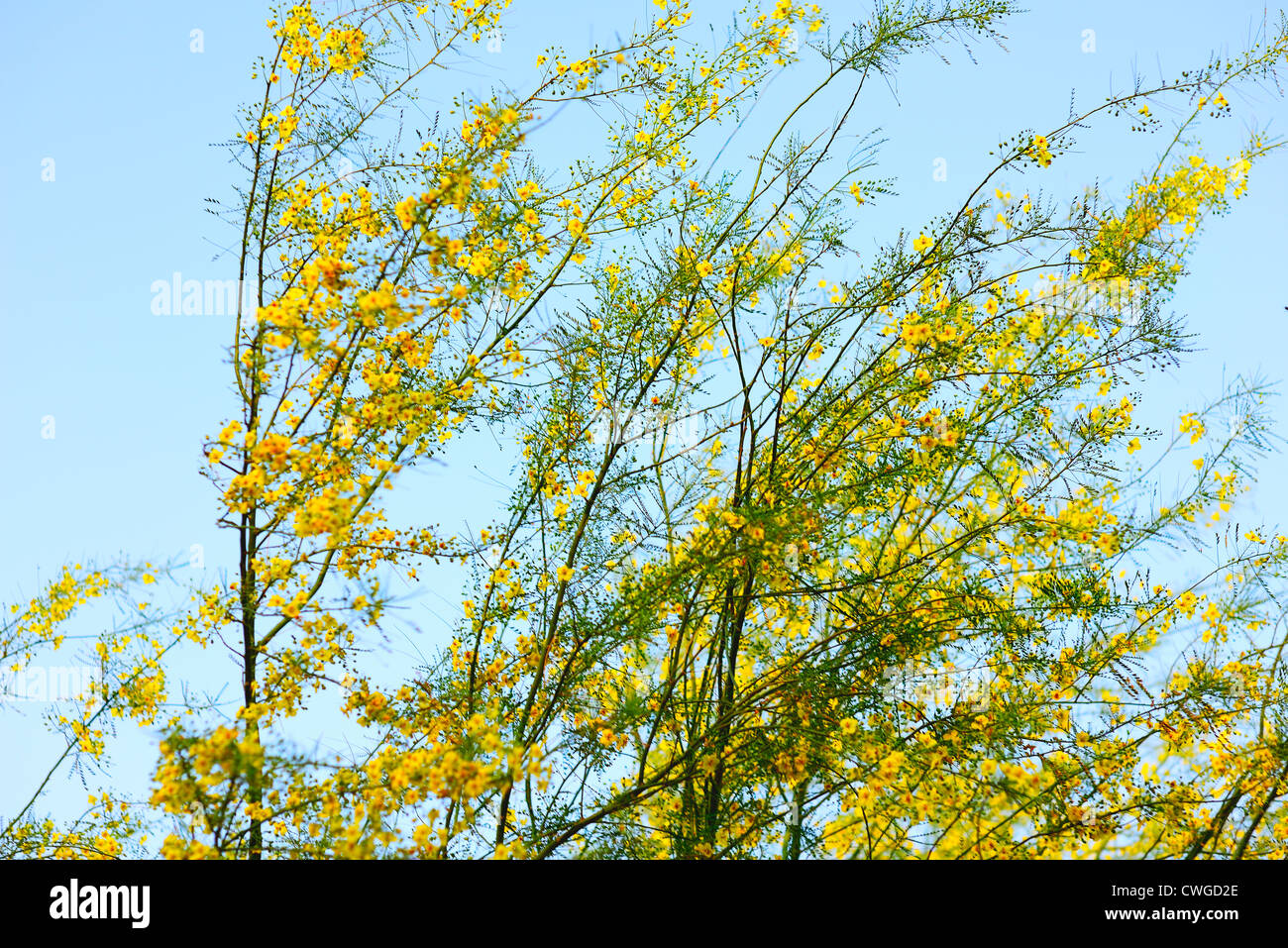 Color Mesquite Palo Verde trees in wind blown spring summer breeze Stock Photo