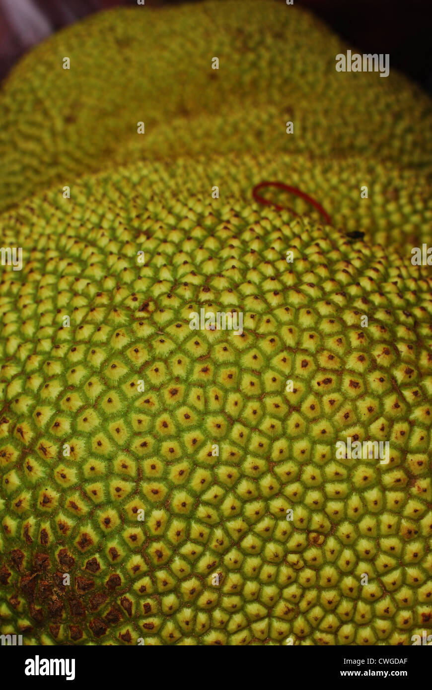 Malaysia, Borneo, Semporna, durian fruit Stock Photo