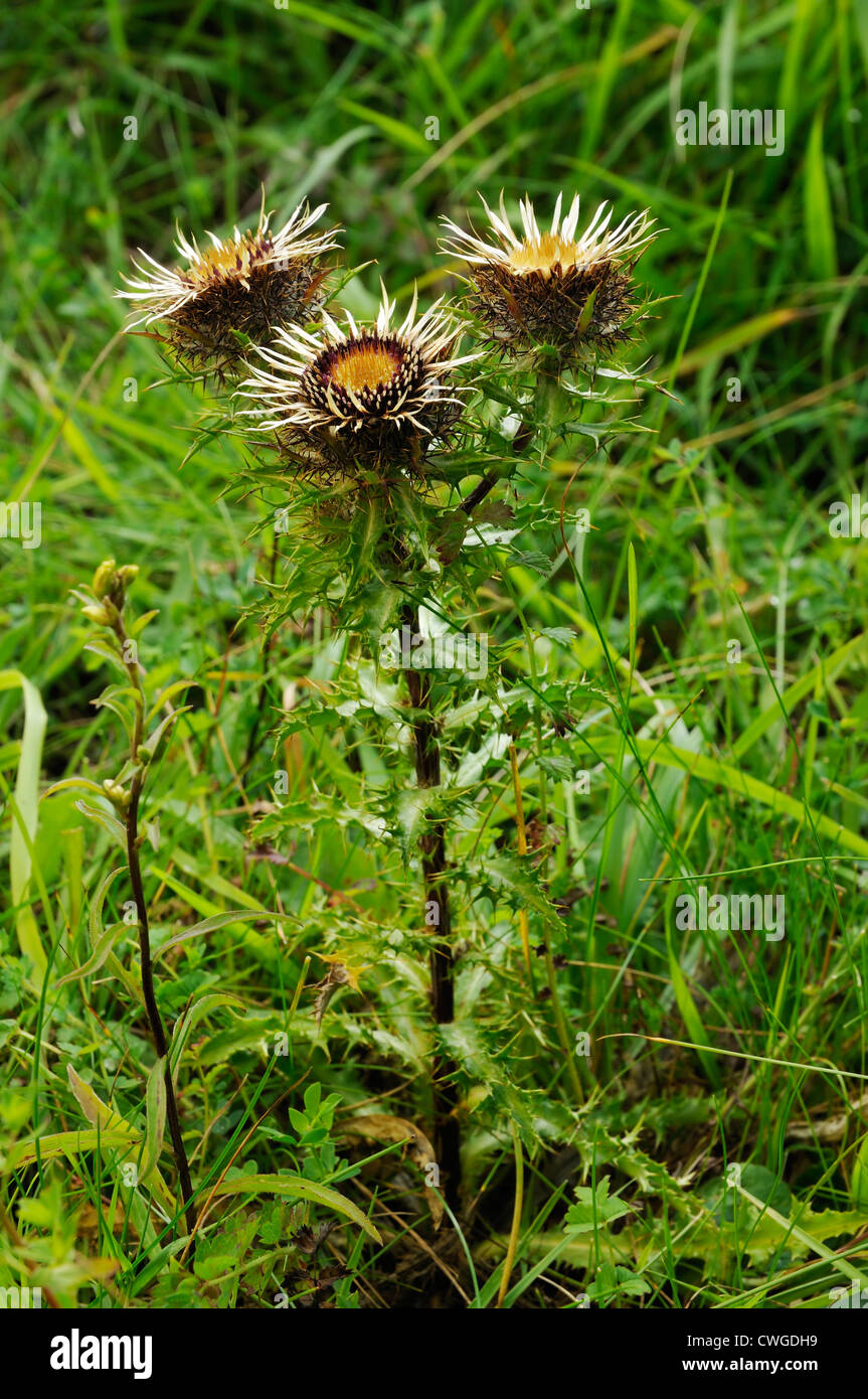 Carline Thistle - Carlina vulgaris Stock Photo - Alamy