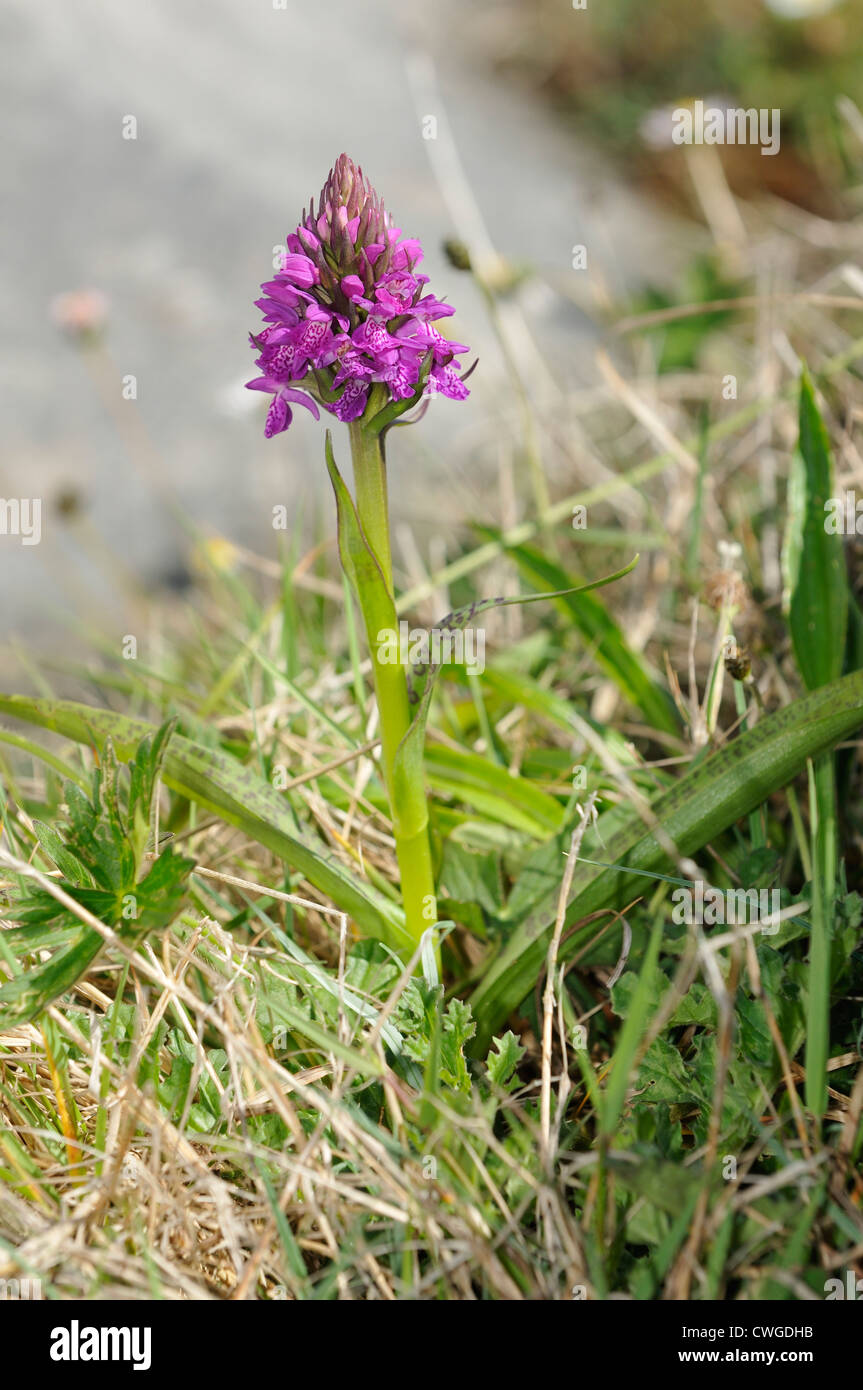 Irish Marsh Orchid - Dactylorhiza occidentalis Whole Plant Stock Photo