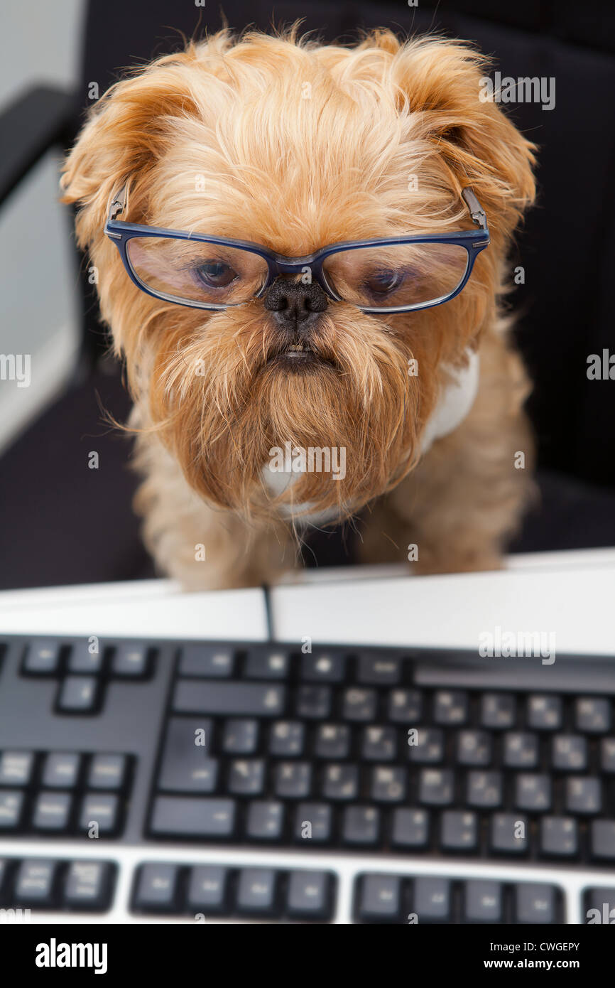 Animal In Front Of Computer Animal computer monitor hi-res stock photography and images - Alamy