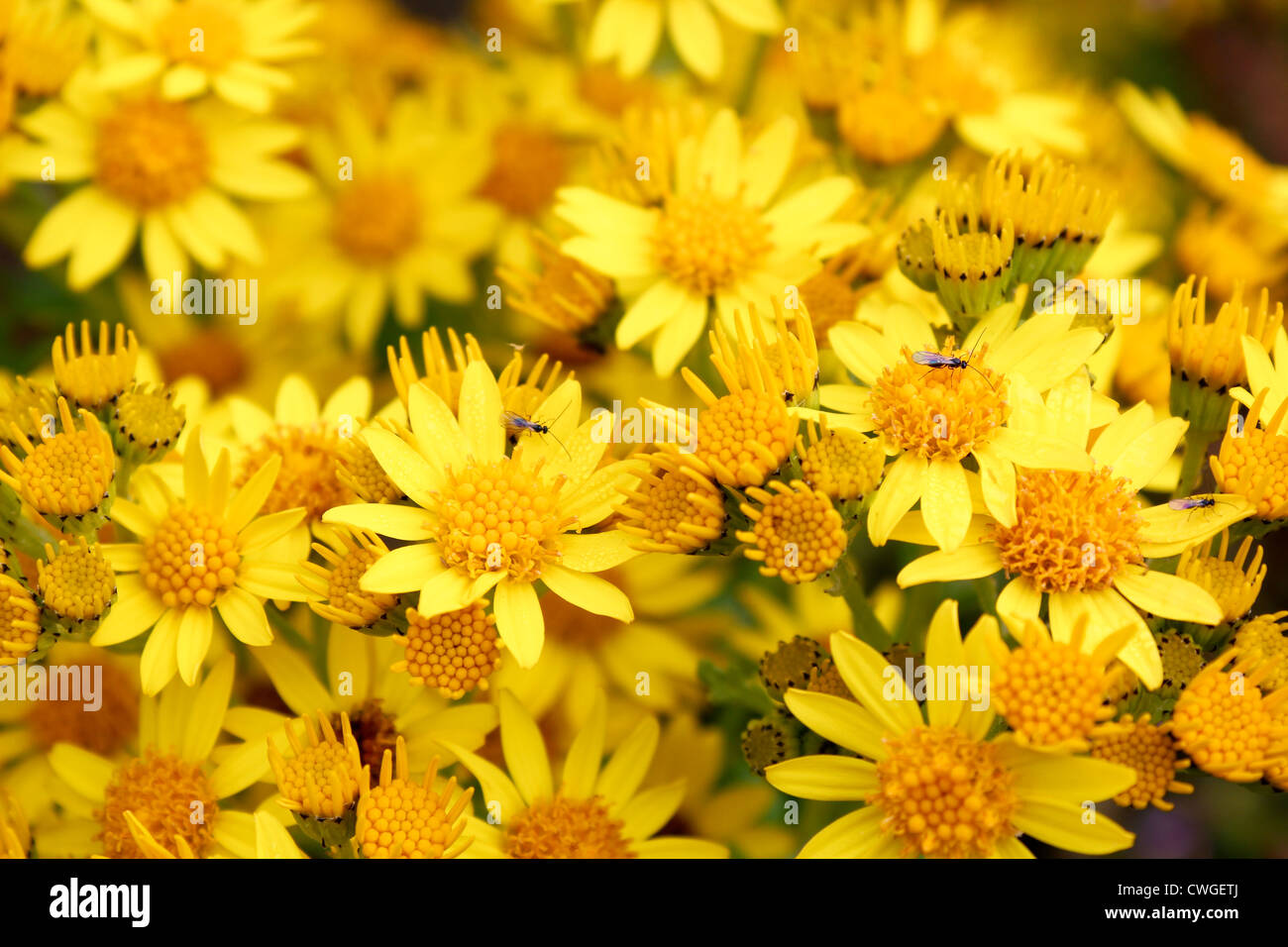Wild yellow daisy flowers Stock Photo