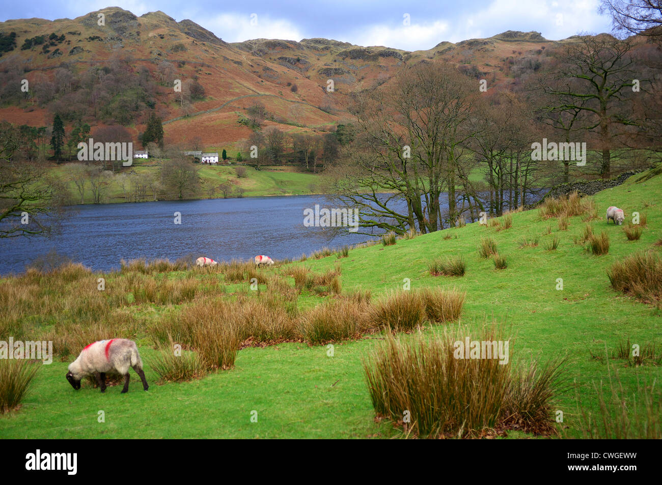 Loughrigg Tarn, Lake District, Cumbria, in winter Stock Photo