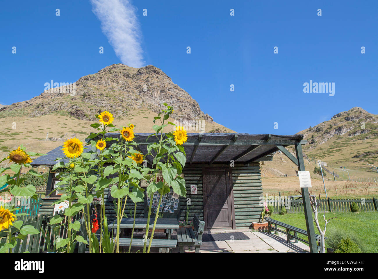 nuria,catalonia,spain.pyrenees,sunflowers. Stock Photo