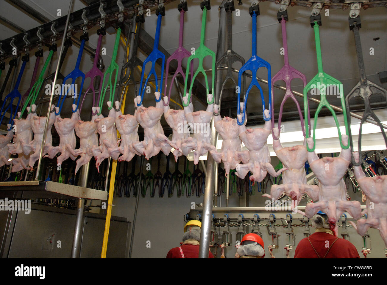 Chickens are carried through the Holmes poultry slaughterhouse on
