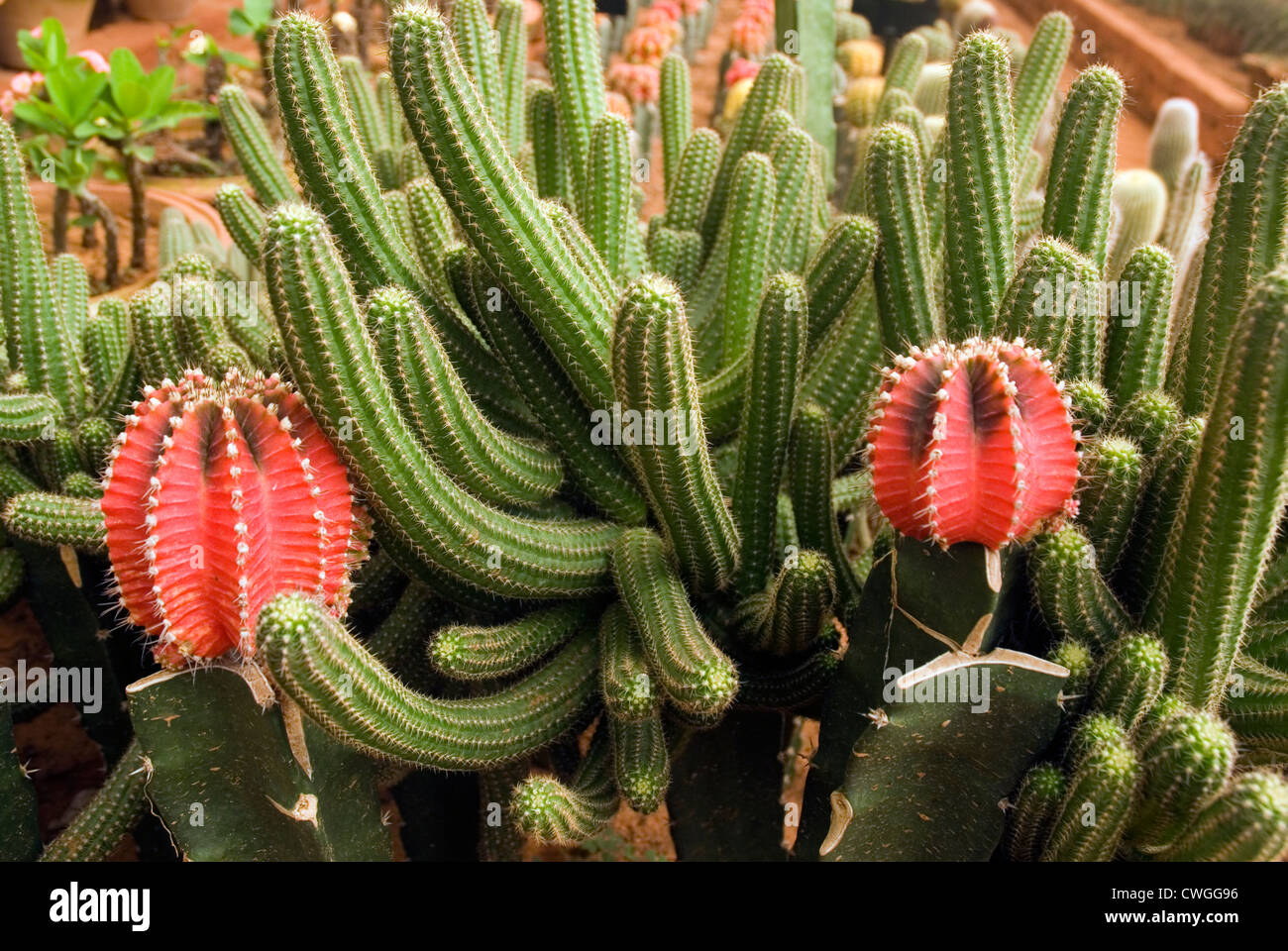Cactus Garden. Regional Plant Resource Center. Bhubaneswar, Orissa