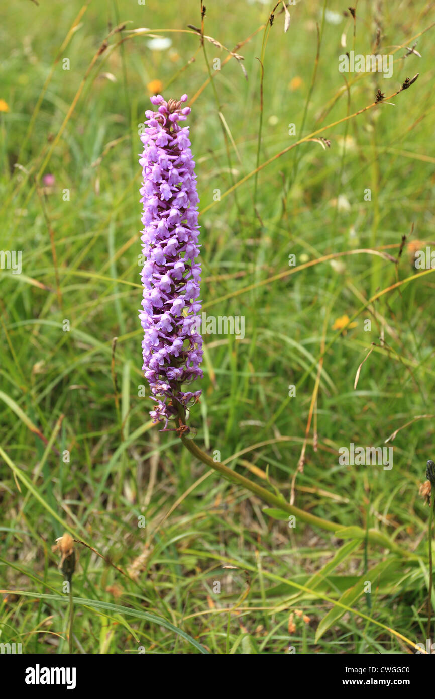 Fragrant Orchid (Gymnadenia conopsea). Location: Rohace, High Tatras National Park, Slovakia. Stock Photo