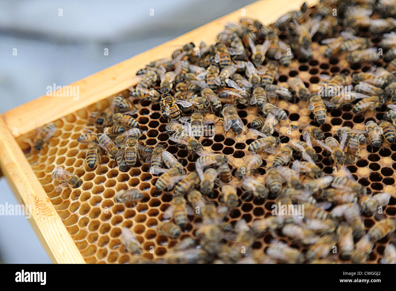 Bee Keeping Virgin Queen Newly Hatched on a Frame Stock Photo Alamy