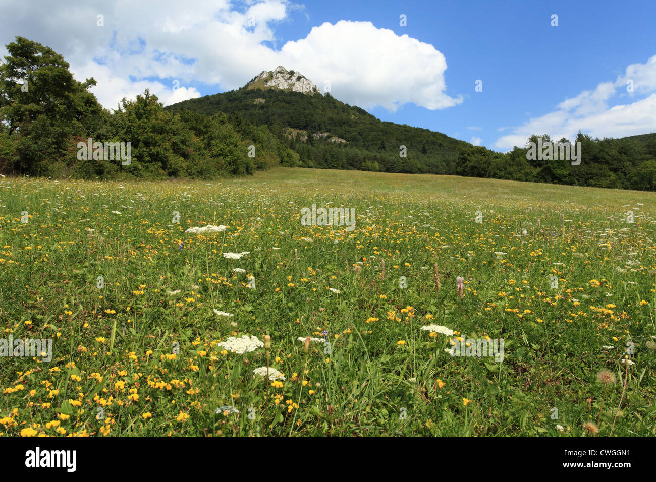 Meadow with flowers near mountain Vapec, Strazovske vrchy, Slovakia. Stock Photo