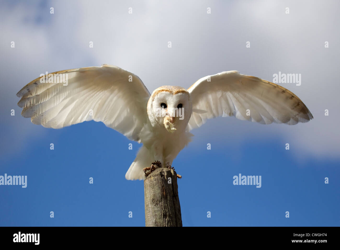 Barn Owl (Tyto Alba) with wings spread and prey in bill taken under controlled conditions Stock Photo