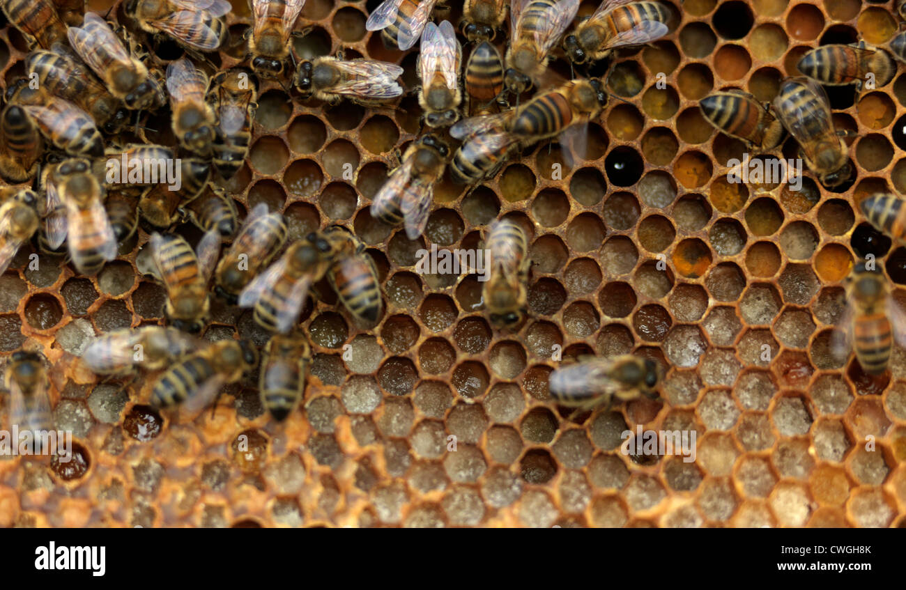 Honey Bees Bringing Pollen Into The Hive To Make Honey England Stock