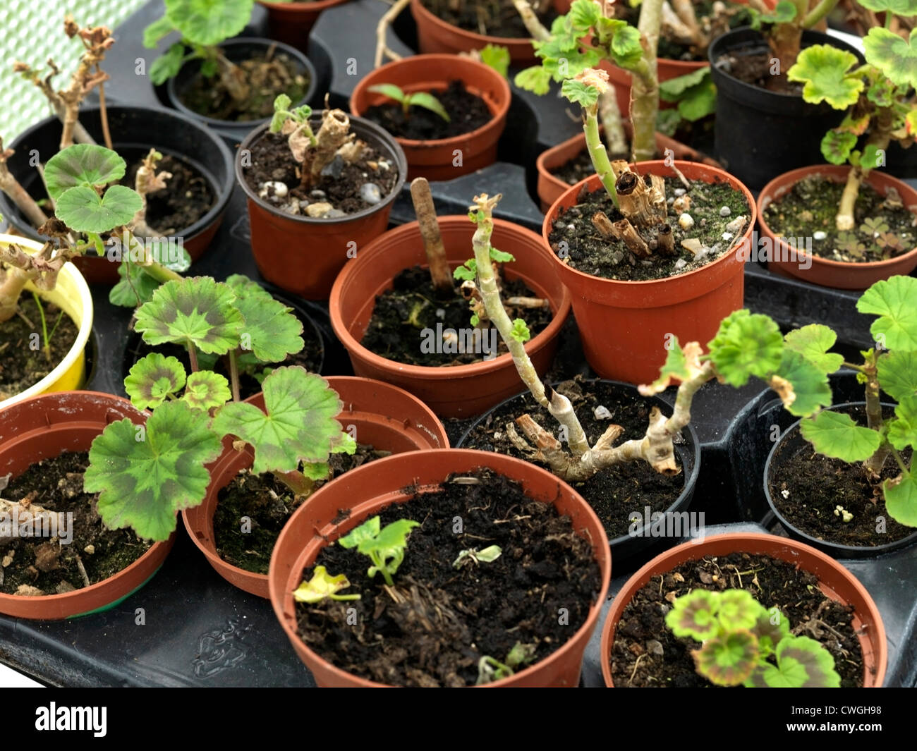 Geranium Cuttings in Greenhouse Stock Photo