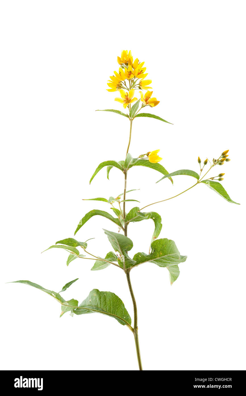 yellow flower (Lysimachia vulgaris) on white background Stock Photo