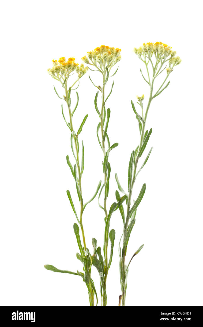 yellow flower (Helichrysum arenarium) on white background Stock Photo