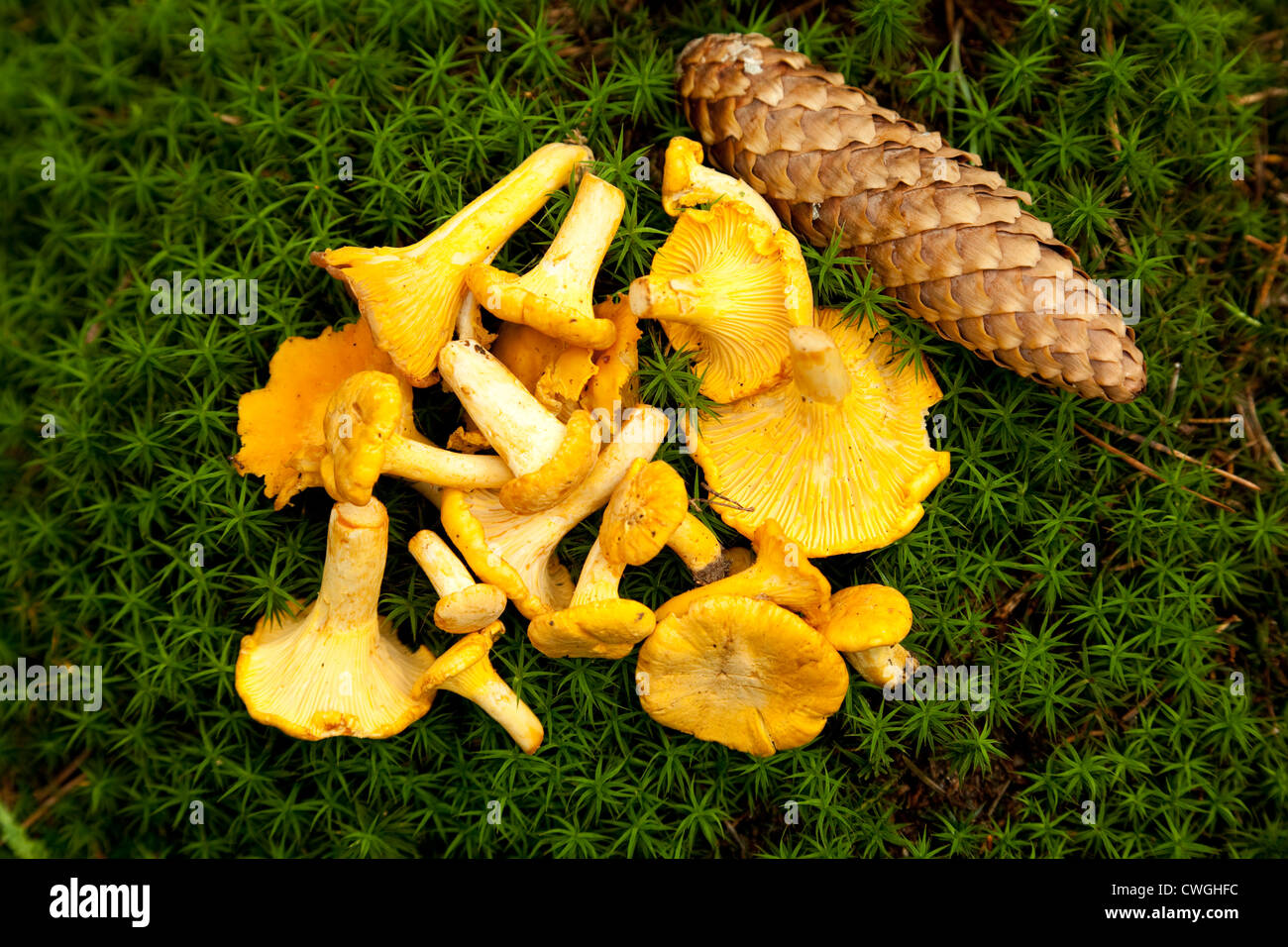 yellow mushroom chanterelle (Cantharellus cibarius) on moss Stock Photo