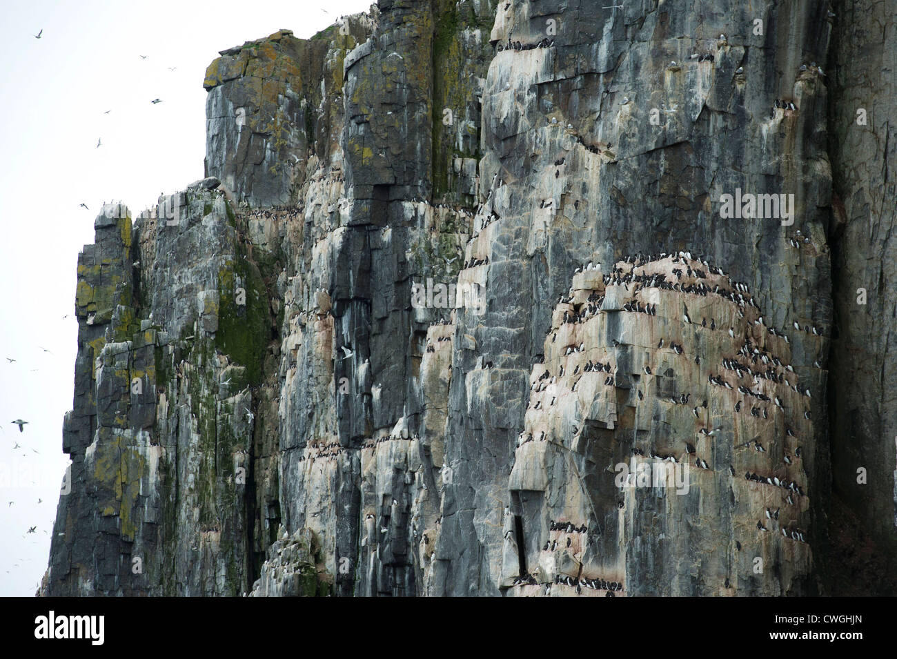 Brünnich's guillemots, Uria lomvia, nesting on Alkefjellet bird cliff, Spitsbergen, Svalbard, Arctic Stock Photo