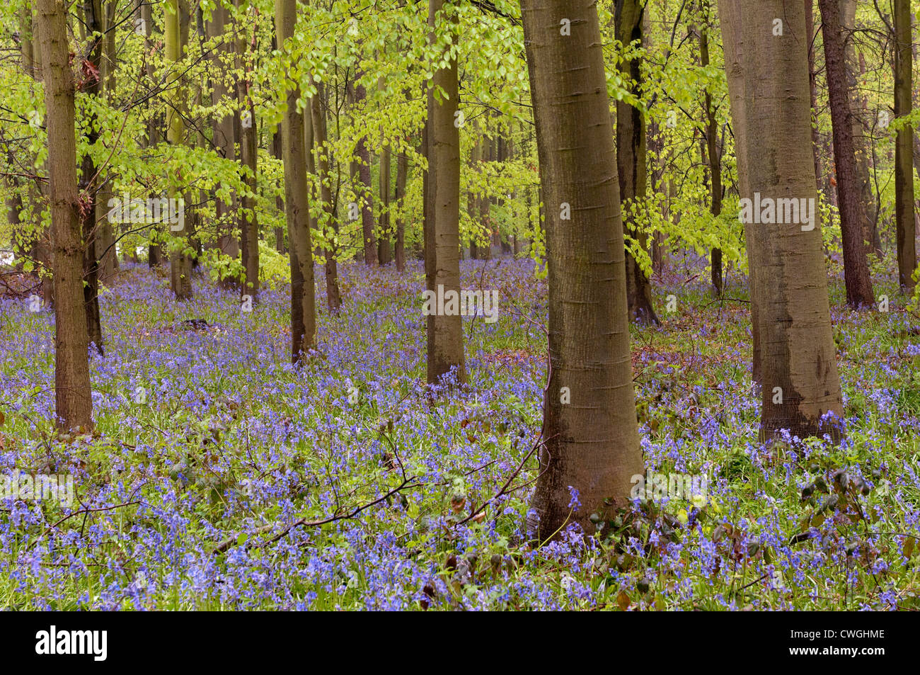 Bluebells in Woodland, Nottinghamshire England UK Stock Photo