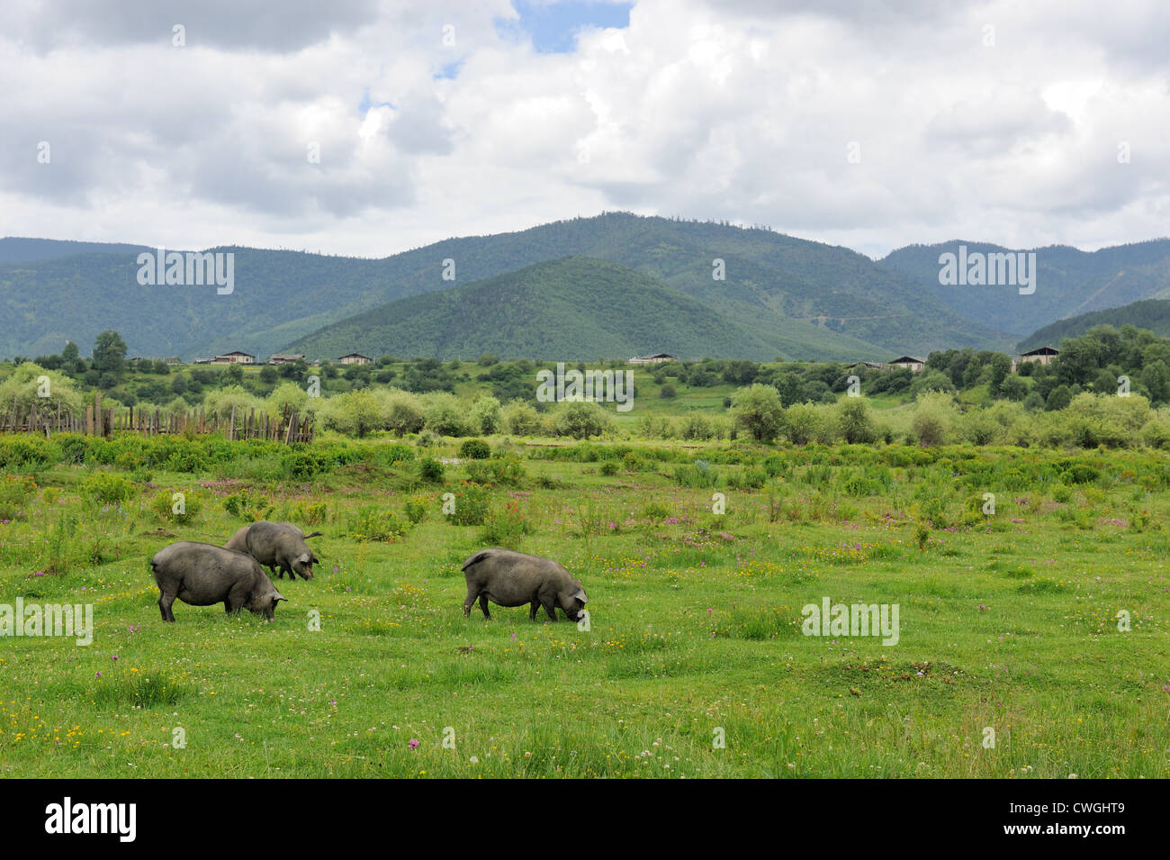 Landscape of Shangri-La tibetan countryside in Shangri-La county,Yunnan province, China Stock Photo