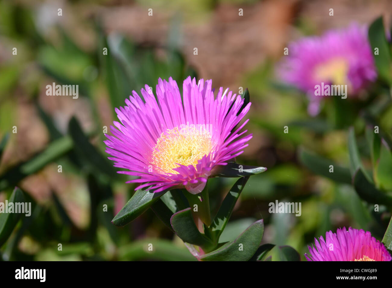 Pink flowers yellow center hires stock photography and images Alamy