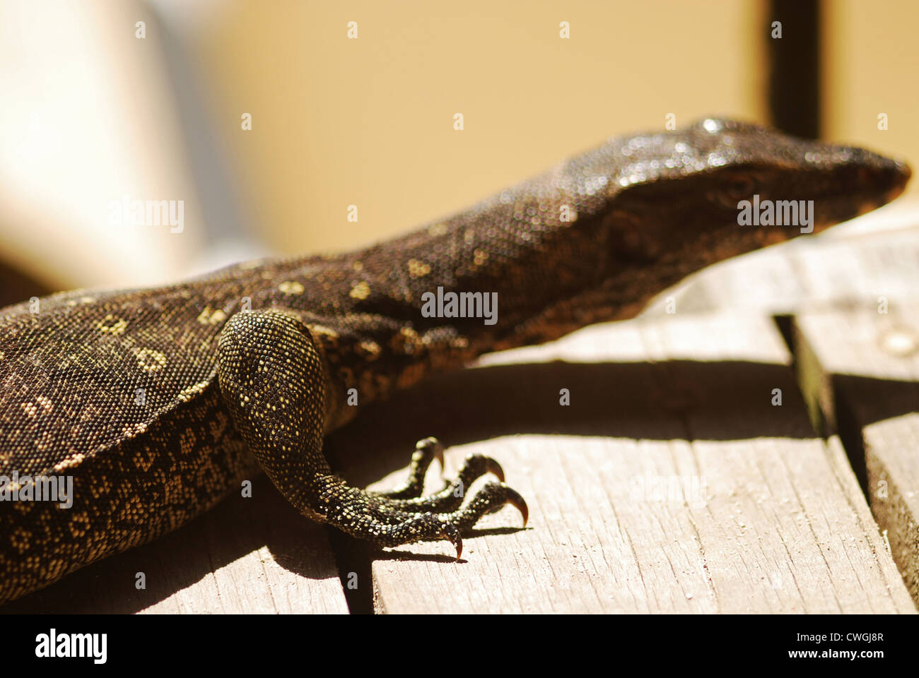 Malaysia, Borneo, Semporna Archipelago, Sipadan, monitor lizard Stock Photo
