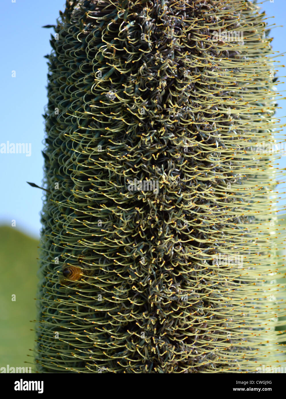 A Bee on a banksia flower Stock Photo